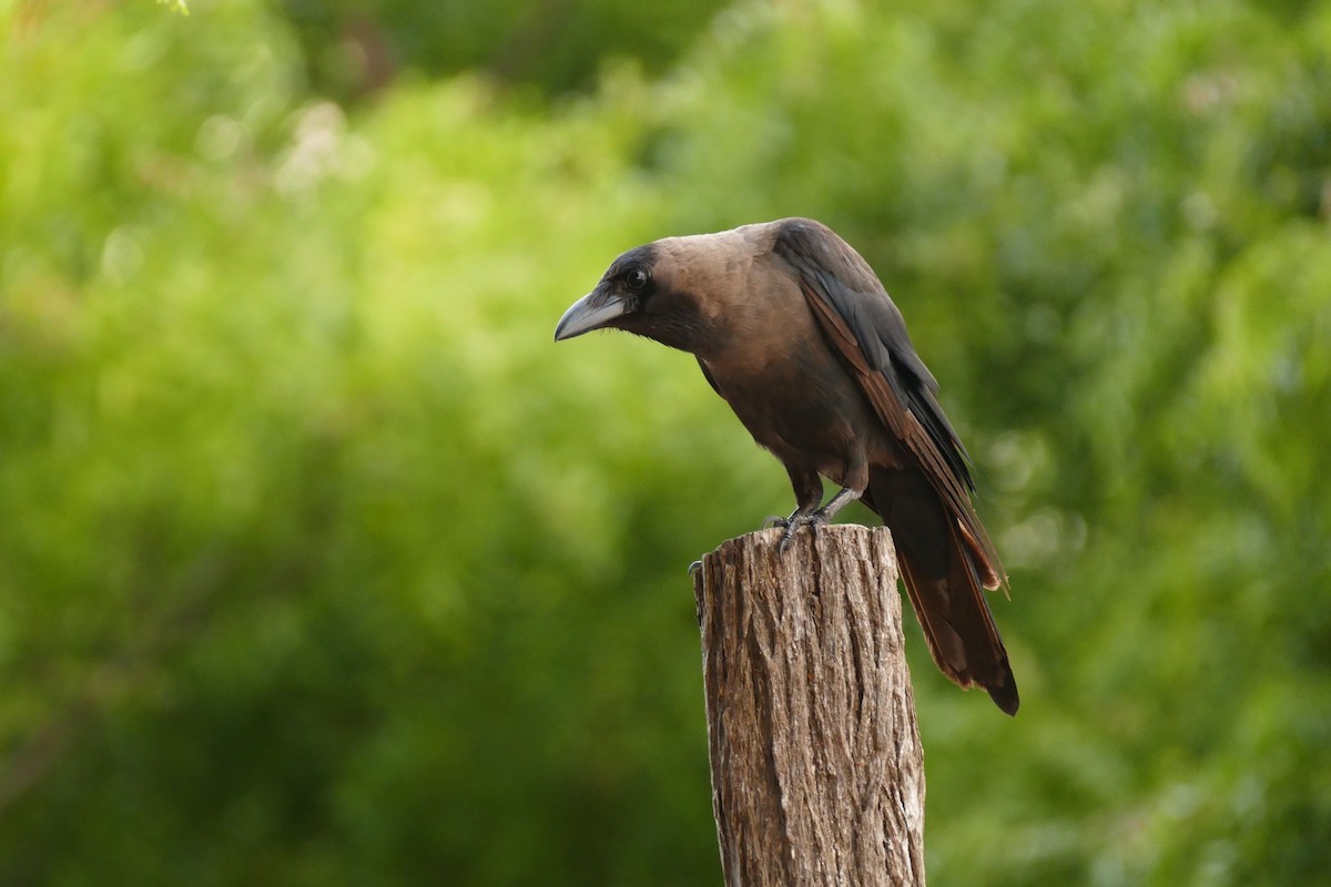 House Crow - ML217041371