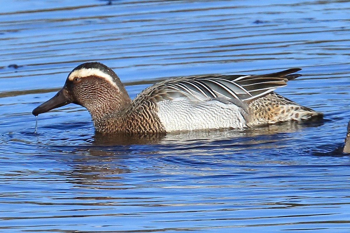 Garganey - ML217041751