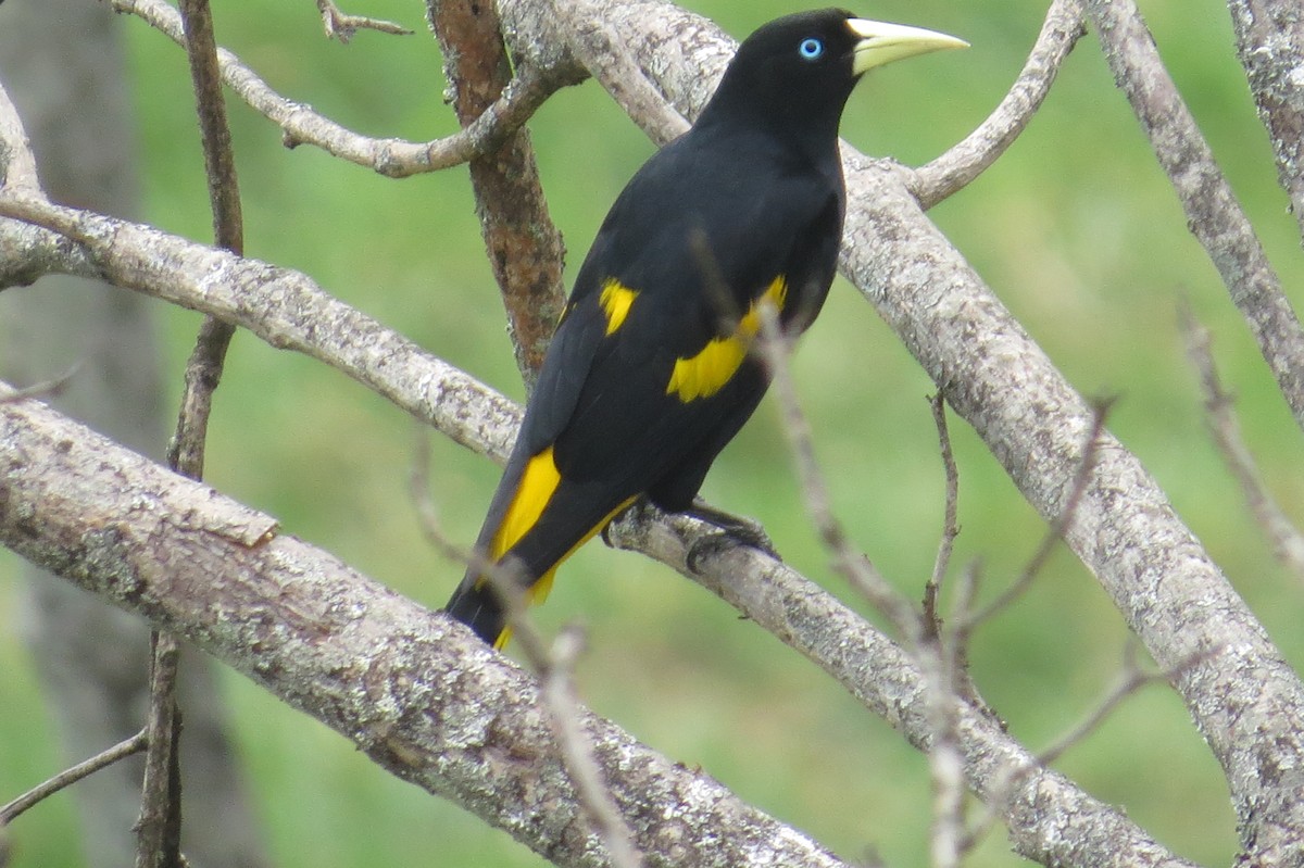 Yellow-rumped Cacique - ML217041921