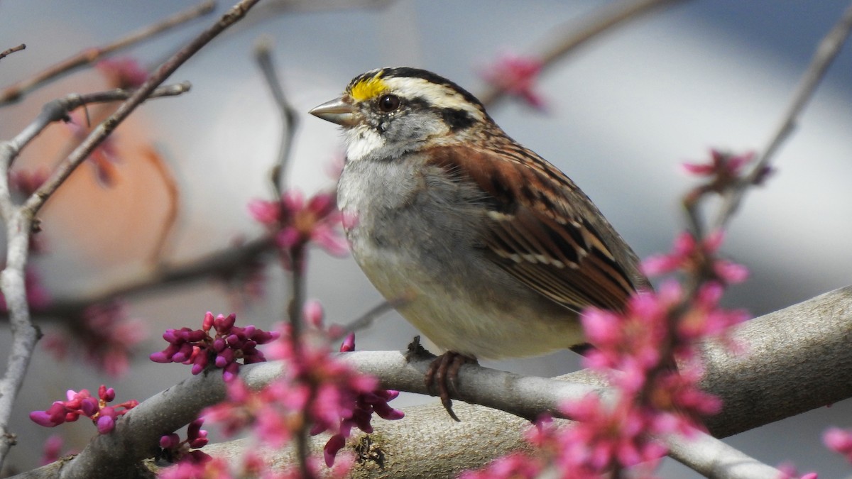 White-throated Sparrow - ML217042001