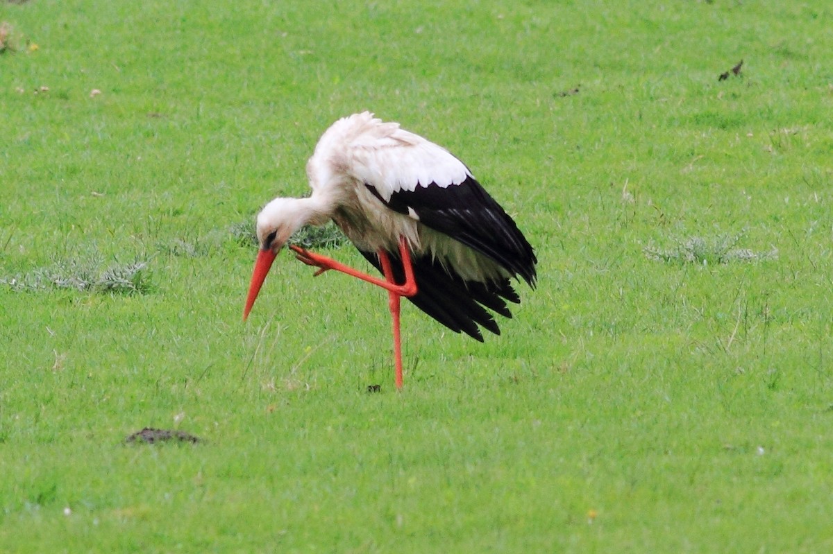 White Stork - Manfred Bienert