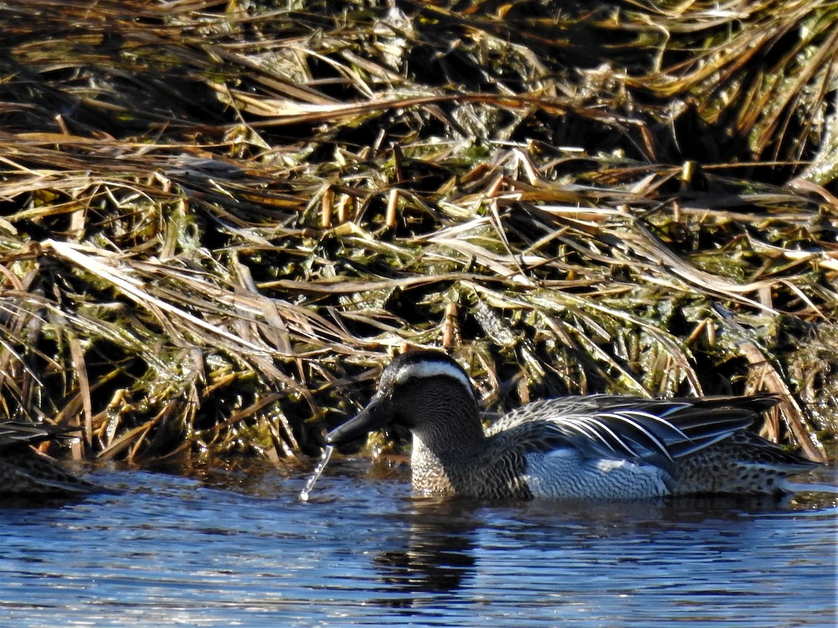 Garganey - ML217043441