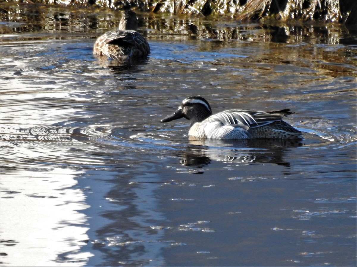 Garganey - ML217043691