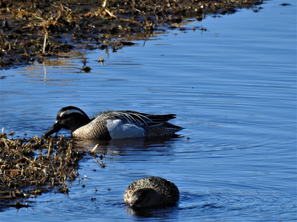 Garganey - ML217043971