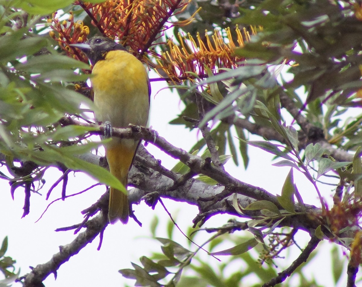 Baltimore Oriole - Mario Muñoz