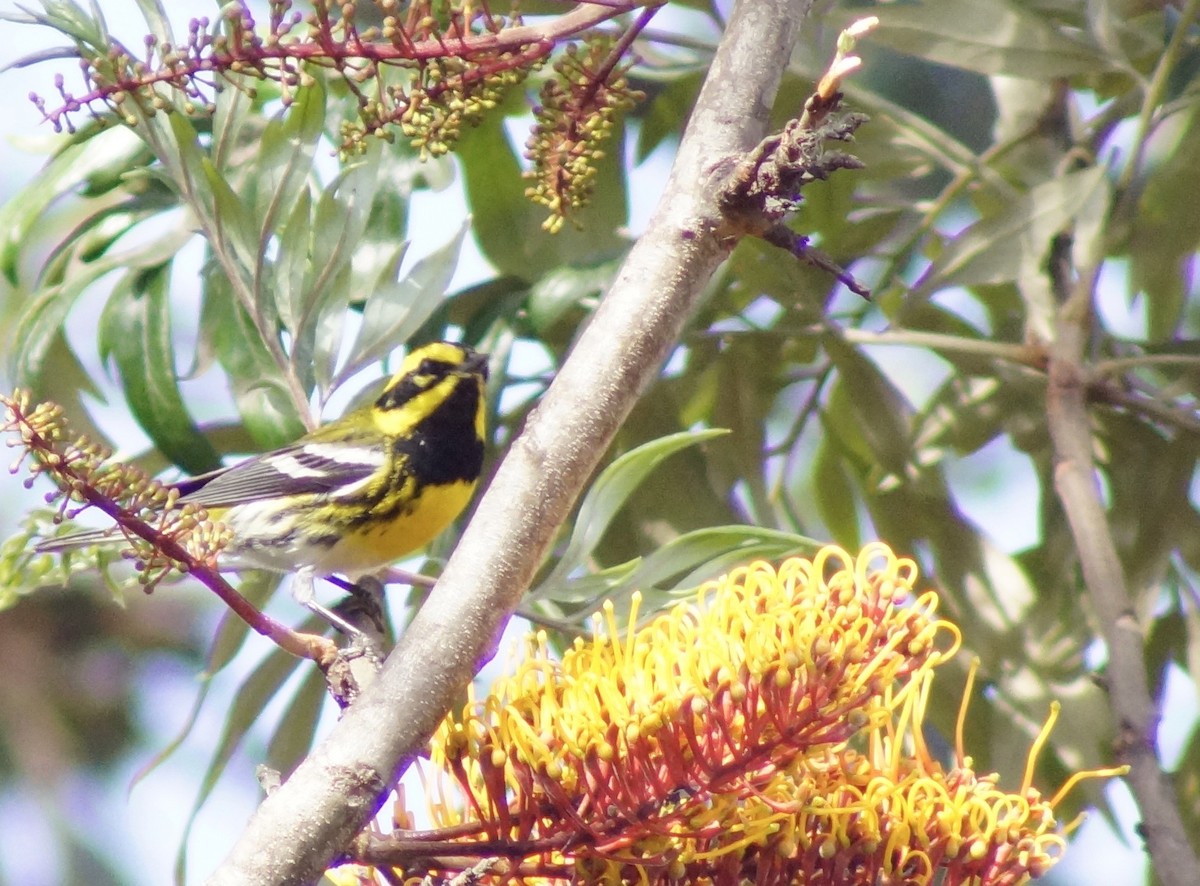 Townsend's Warbler - ML217046011