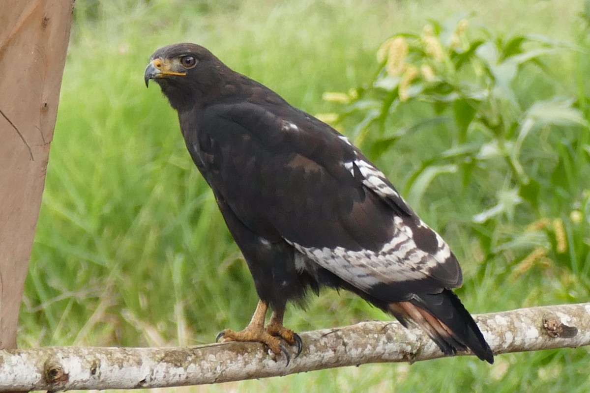 Augur Buzzard (Augur) - ML217046761