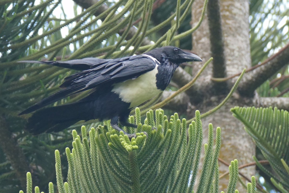 Pied Crow - ML217049801