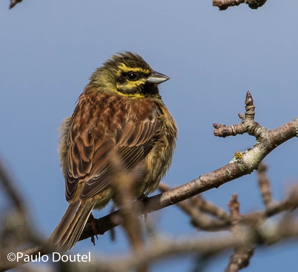 Cirl Bunting - ML217051221