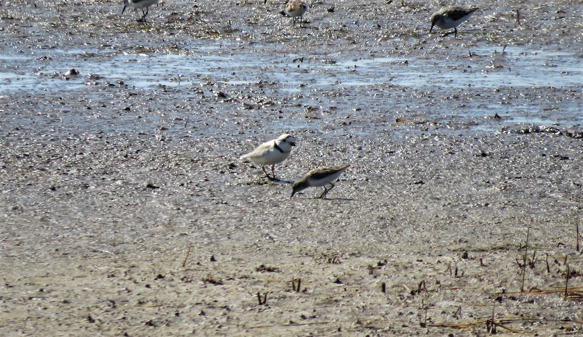 Piping Plover - ML217051611