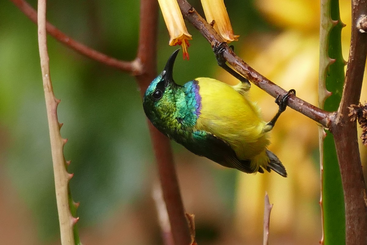 Collared Sunbird - ML217052481