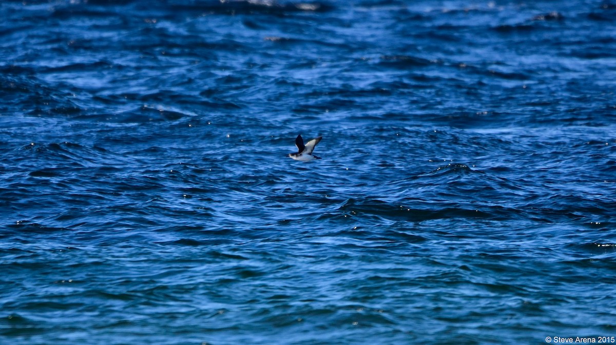 Manx Shearwater - Anonymous