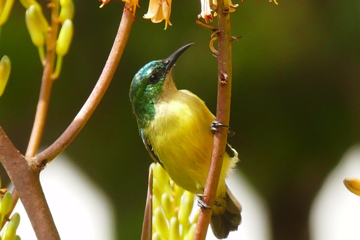 Collared Sunbird - ML217052521