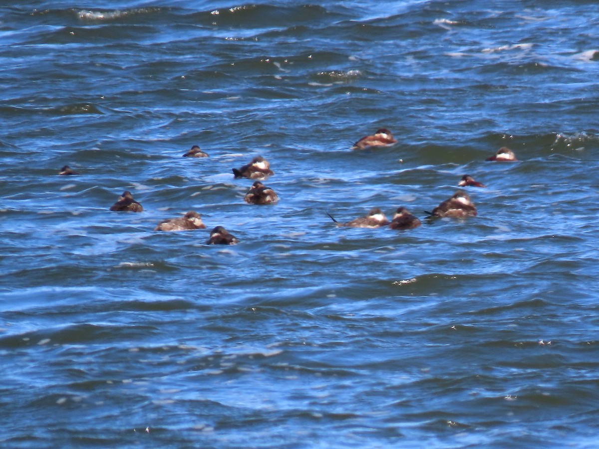 Ruddy Duck - ML217052861