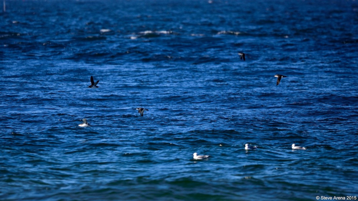 Manx Shearwater - Anonymous