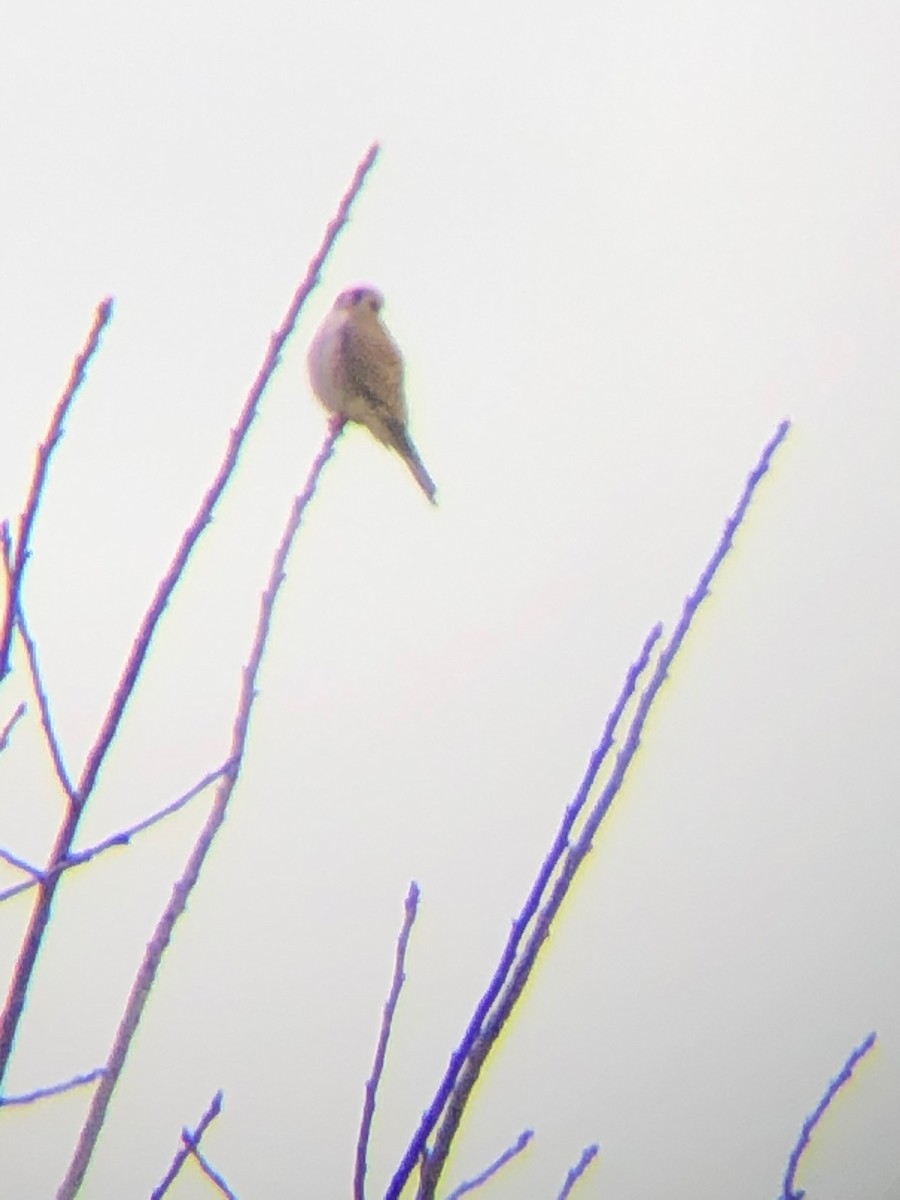 Belatz amerikarra - ML217054431