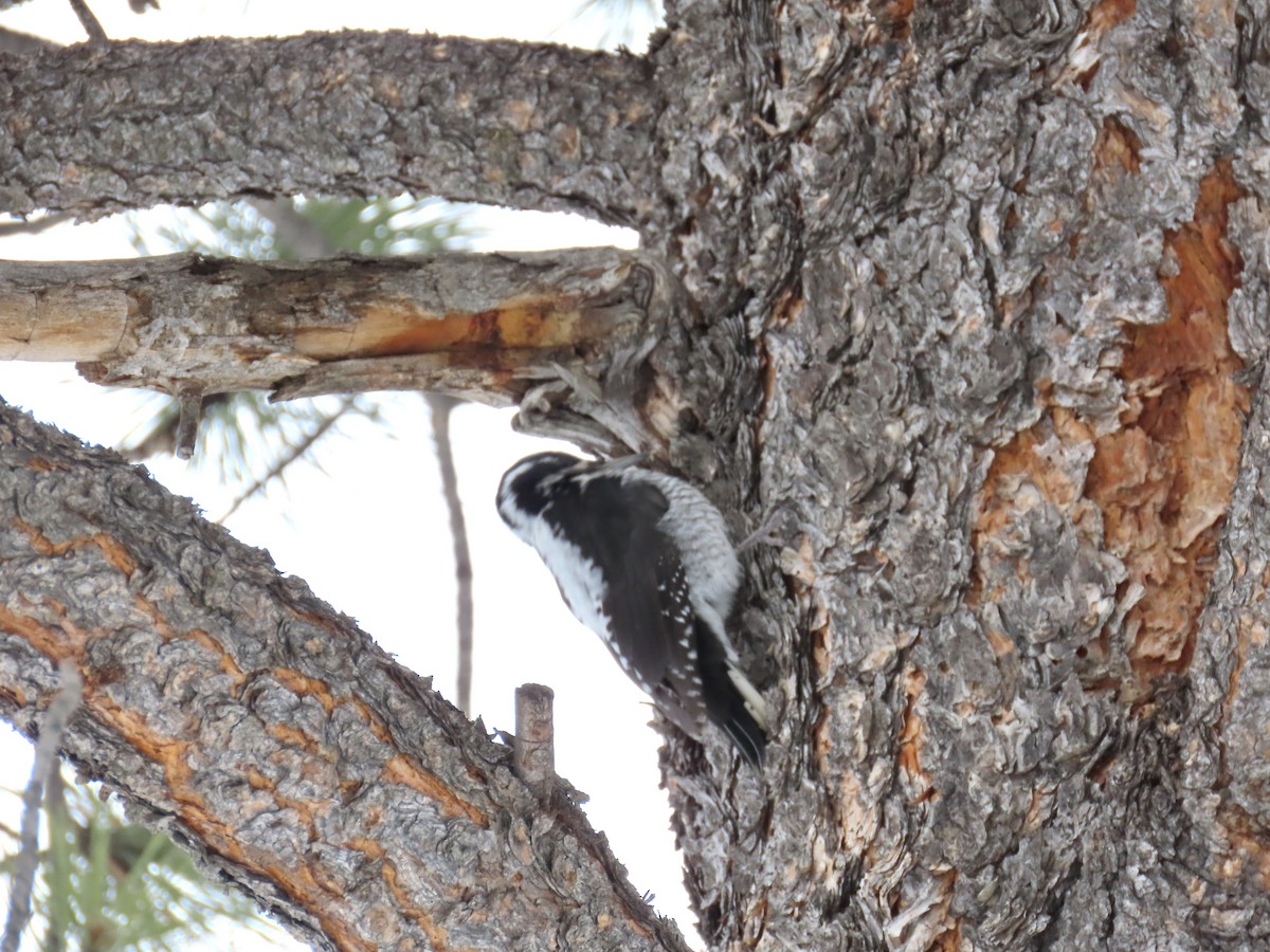 American Three-toed Woodpecker - ML217054751