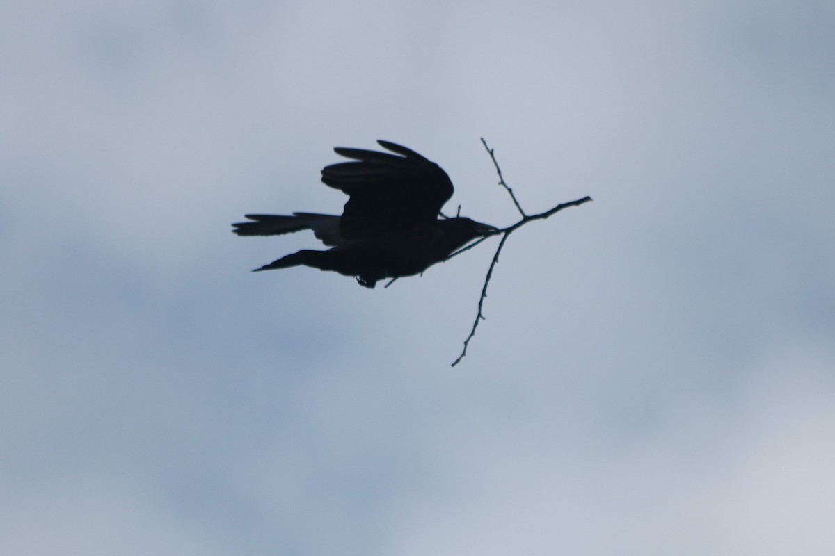 American Crow - ML217055701