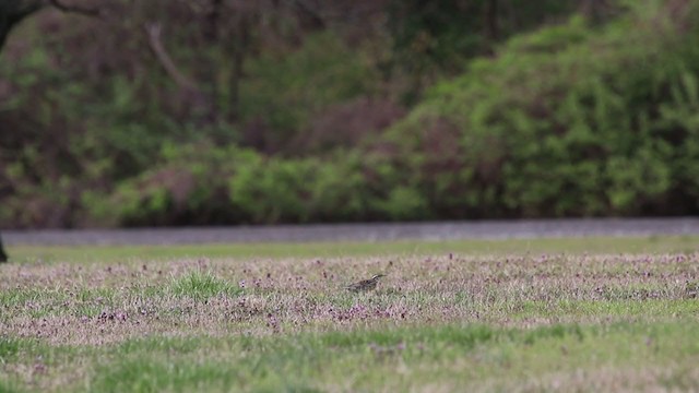 Eastern Meadowlark - ML217056281