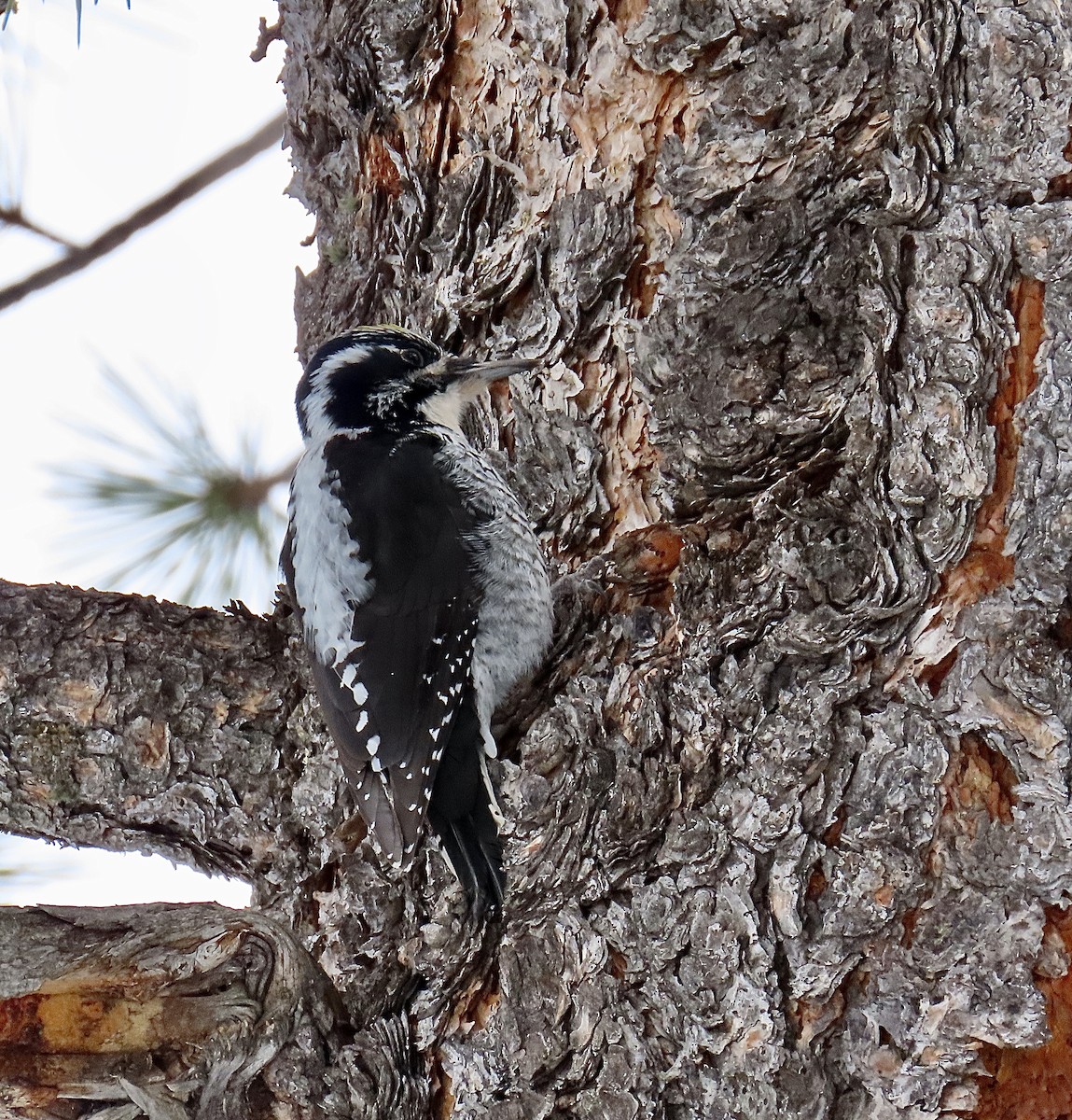 American Three-toed Woodpecker - ML217056571