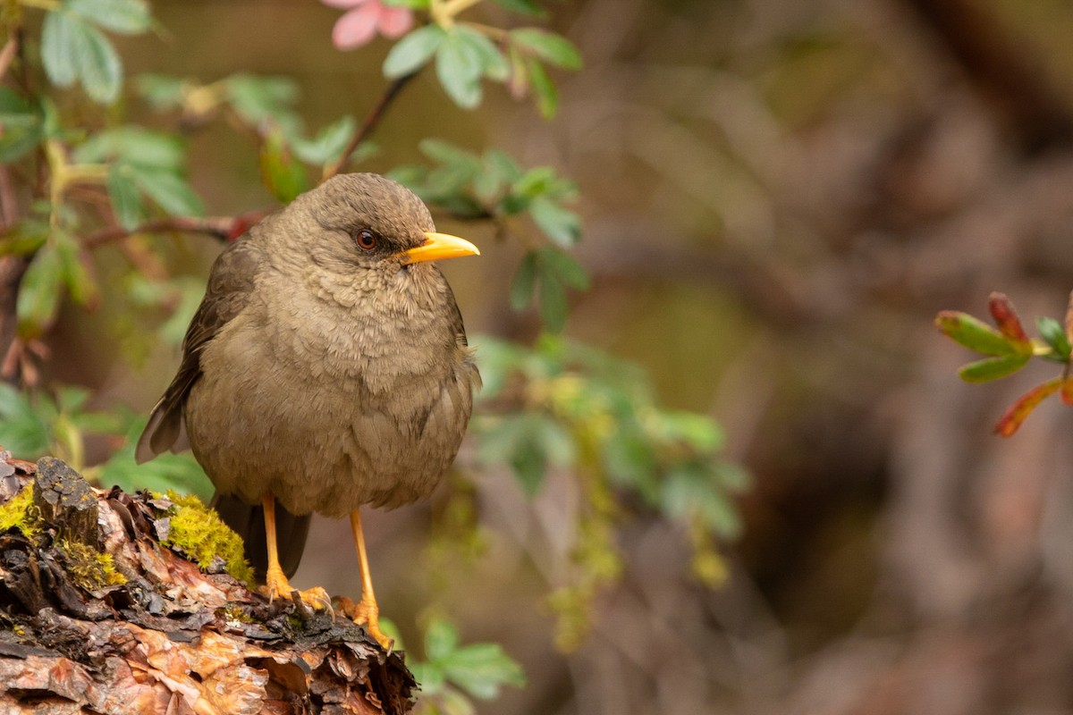 Chiguanco Thrush - ML217058771