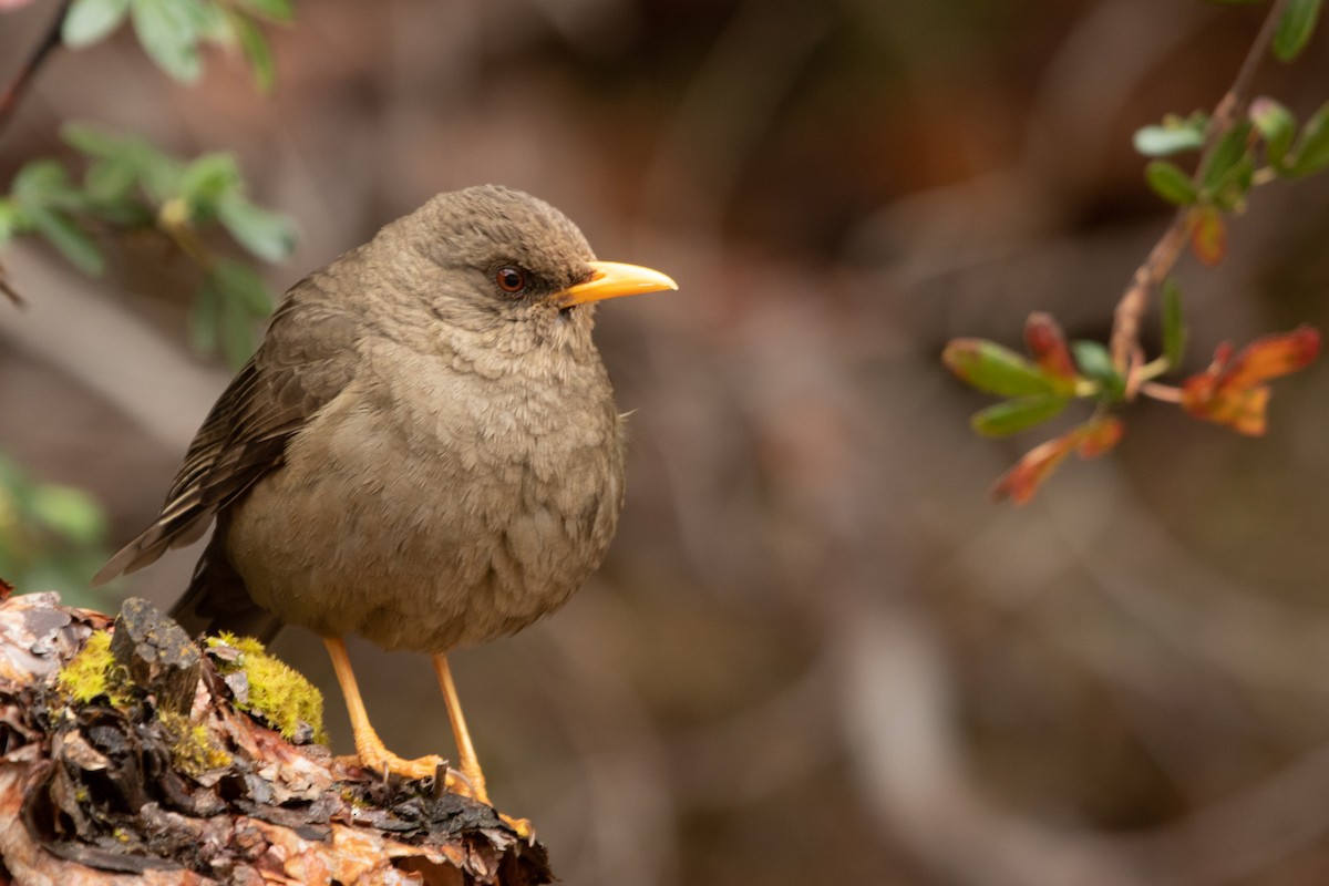 Chiguanco Thrush - ML217058871