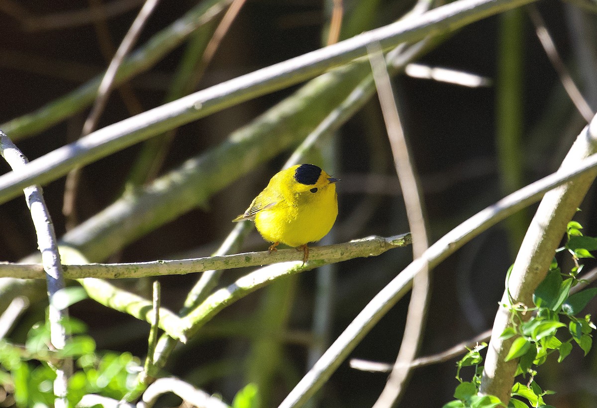 Wilson's Warbler - ML217063101