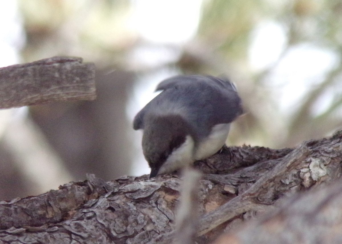 Pygmy Nuthatch - ML217063831