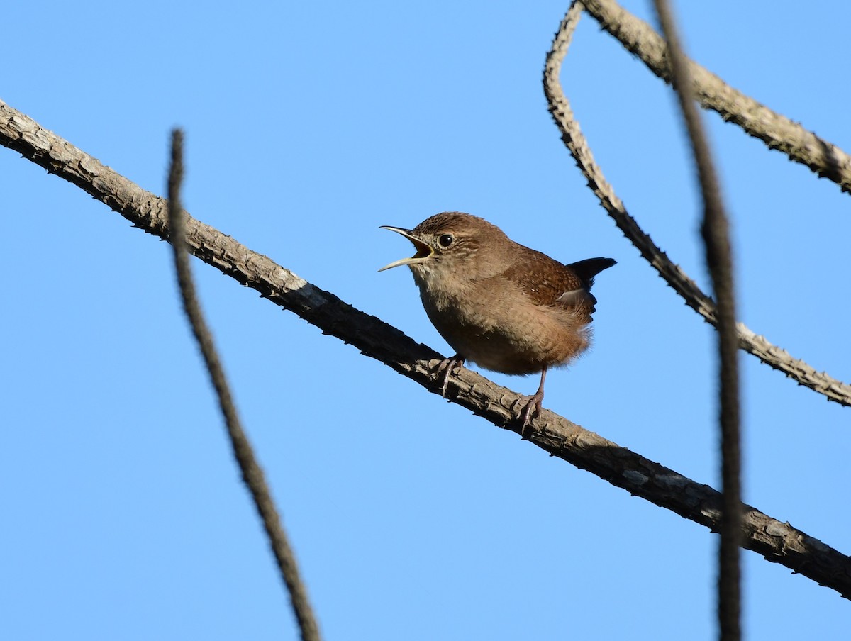 House Wren - ML217067931