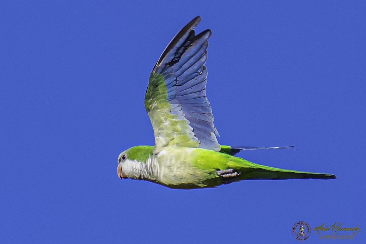 Monk Parakeet - Amed Hernández