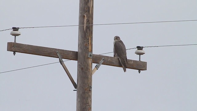 Gyrfalcon - ML217069401