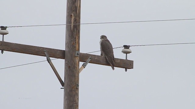 Gyrfalcon - ML217069471