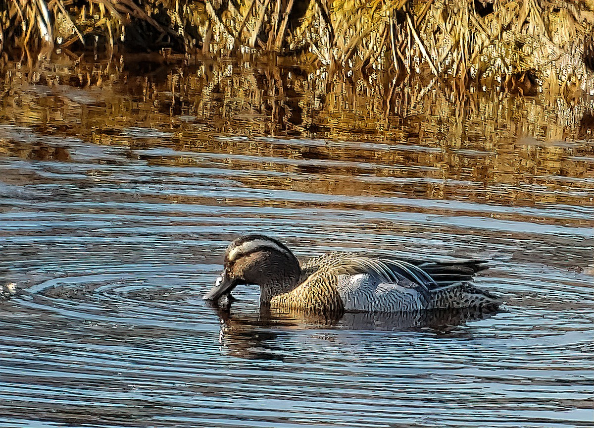 Garganey - ML217070101