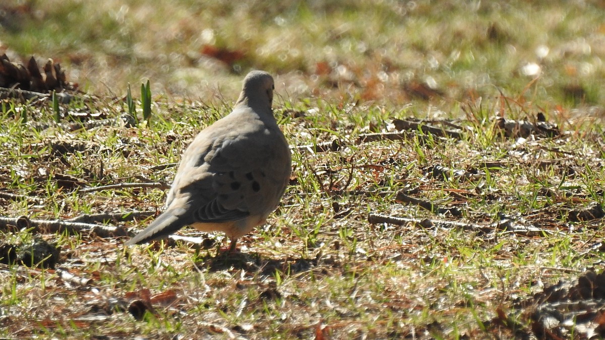 Mourning Dove - ML217071111