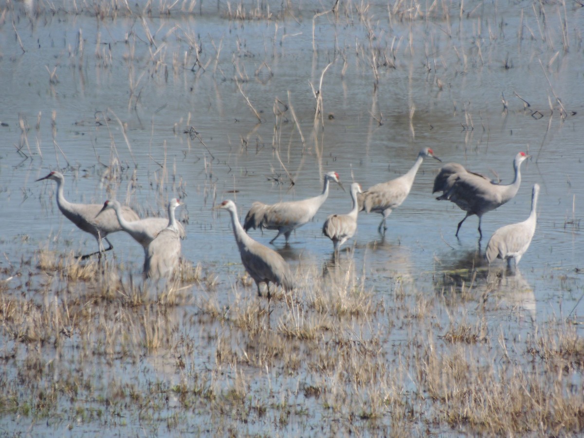 Sandhill Crane - ML217071471