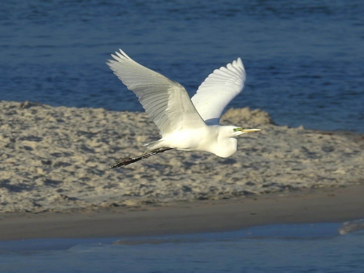 Great Egret - Jeffrey Gammon