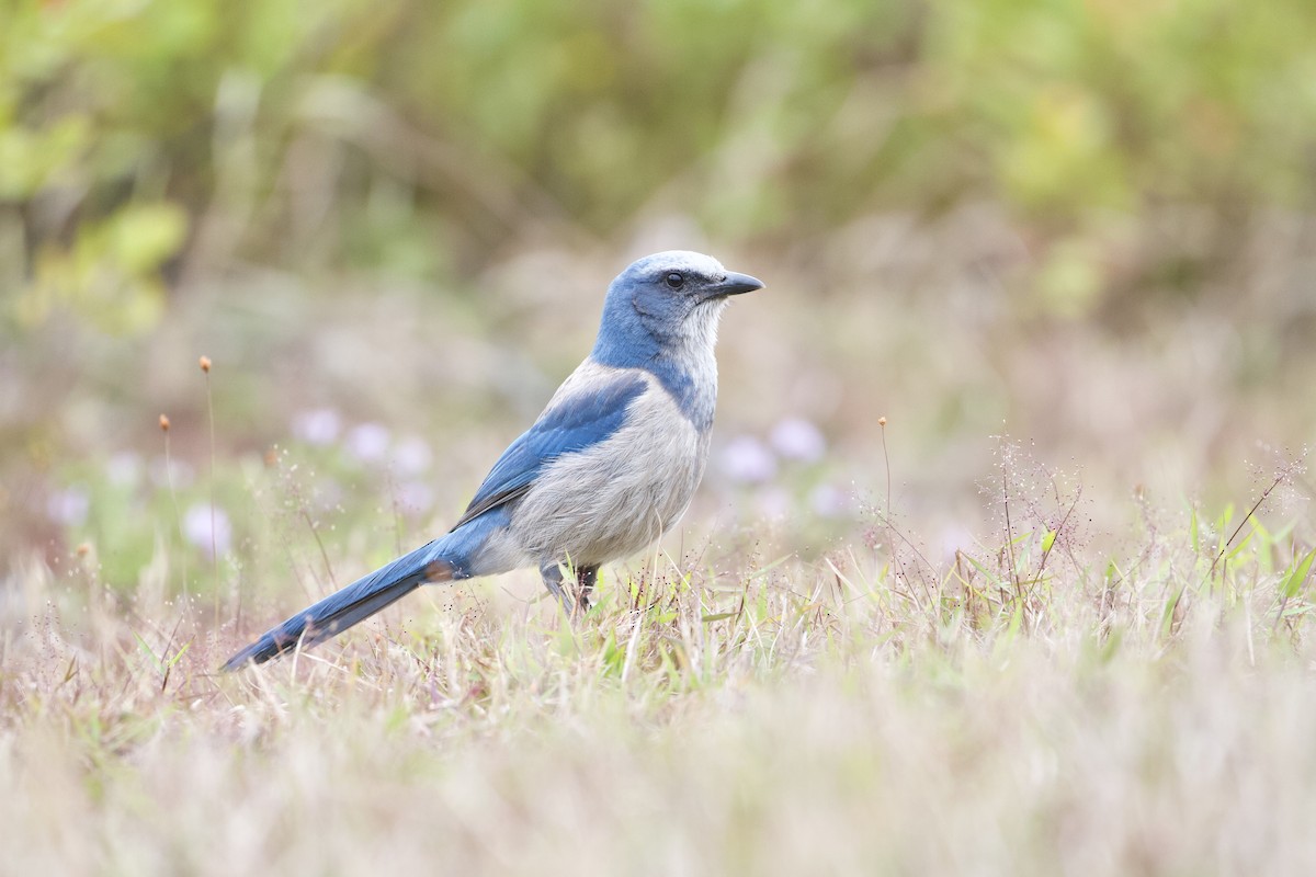 Florida Scrub-Jay - Austin Langdon