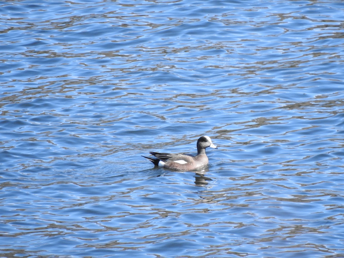 American Wigeon - Margarita Orlova