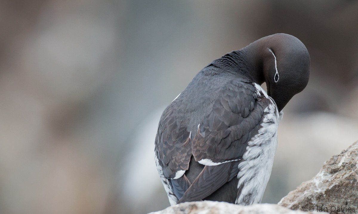 Common Murre - ML21707341