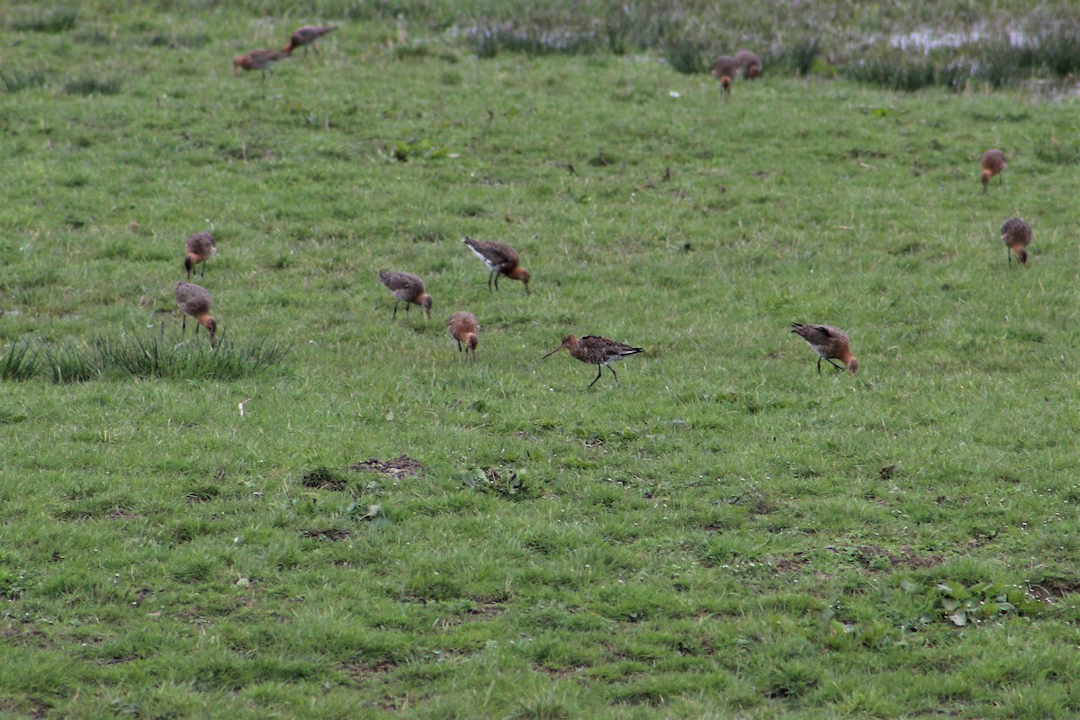 Black-tailed Godwit - ML217073521