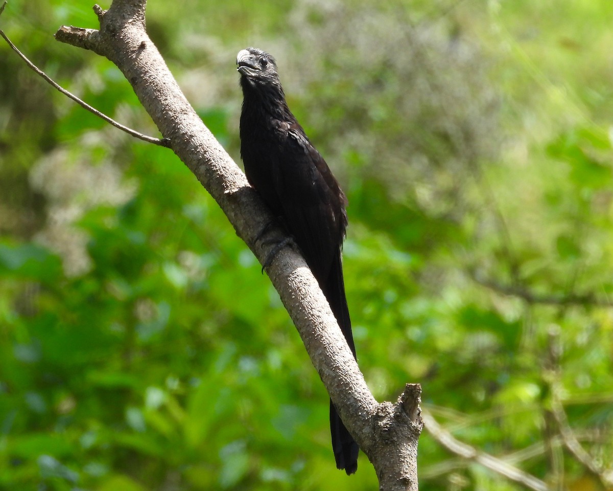 Groove-billed Ani - ML217074381