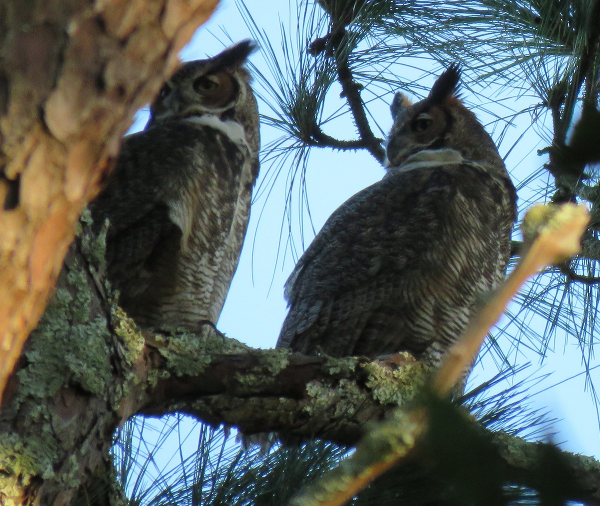 Great Horned Owl - ML21707531