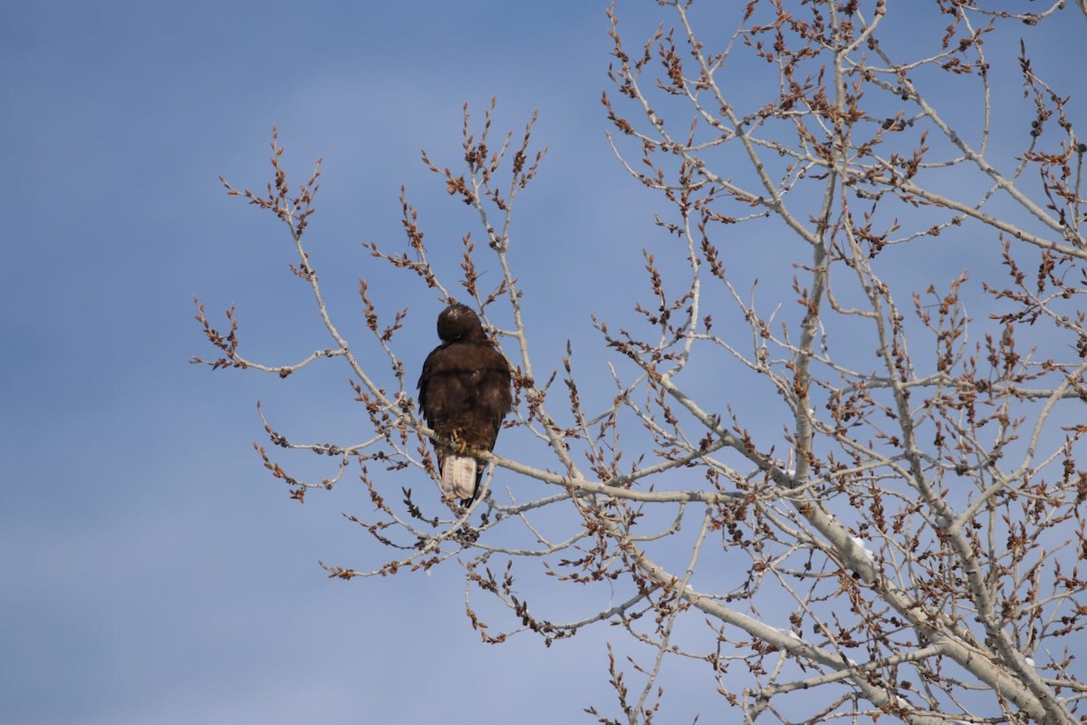 Buteo sp. - ML217076551