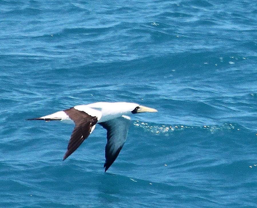 Masked Booby - ML217078081