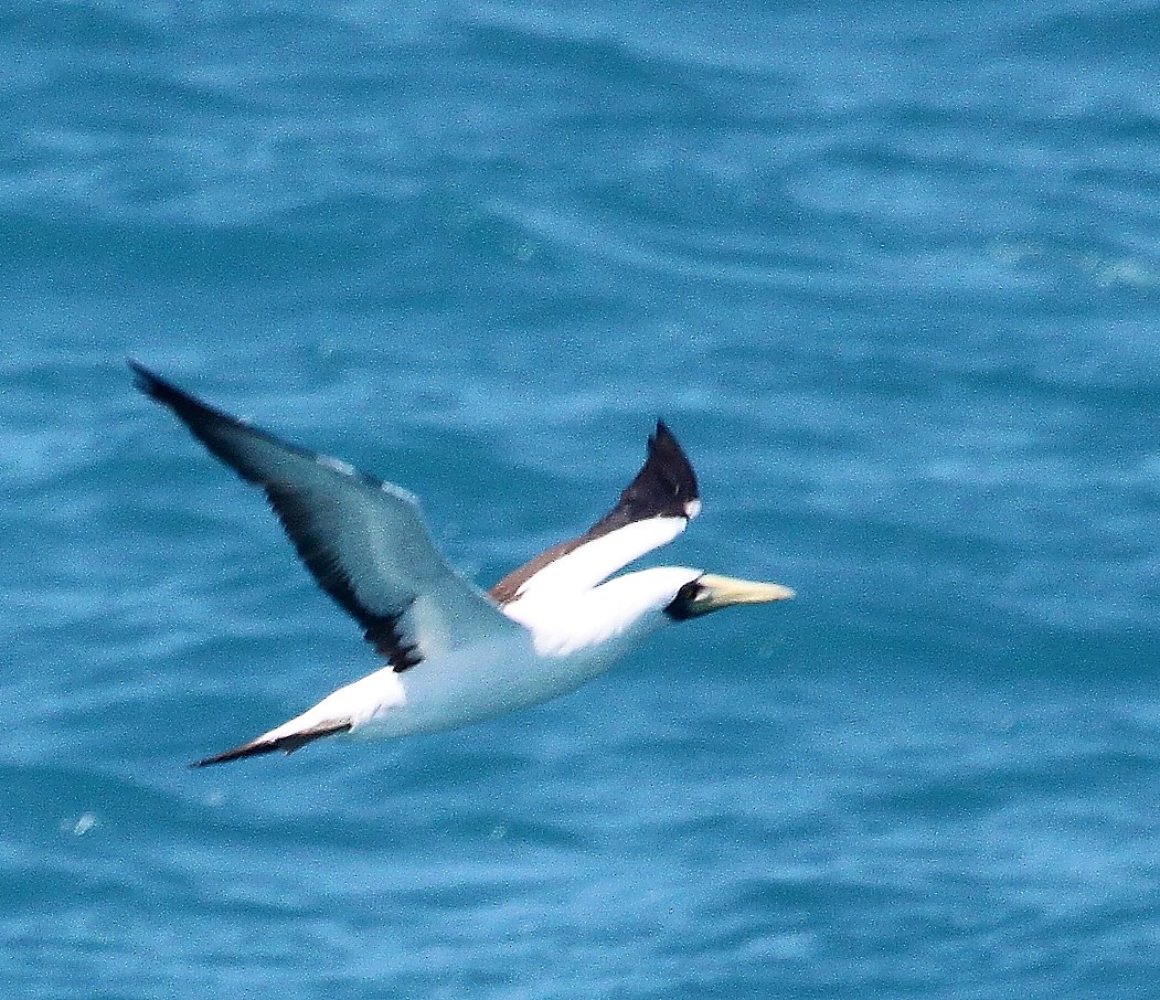 Masked Booby - ML217078091