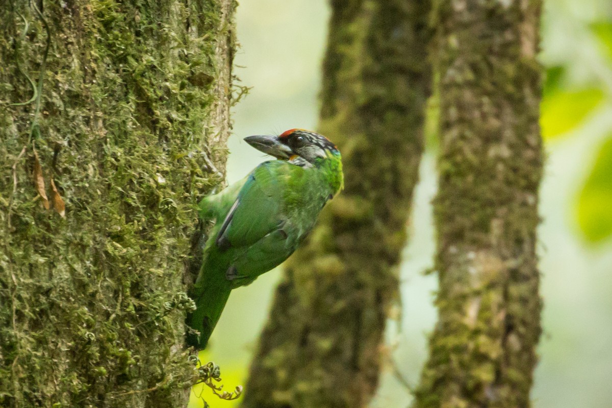 barbet žlutohrdlý - ML217078271