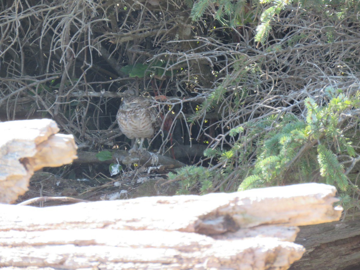 Burrowing Owl - ML217078761
