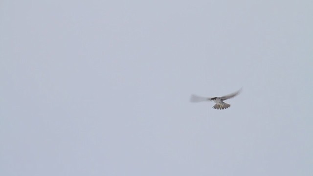 Gyrfalcon - ML217079931