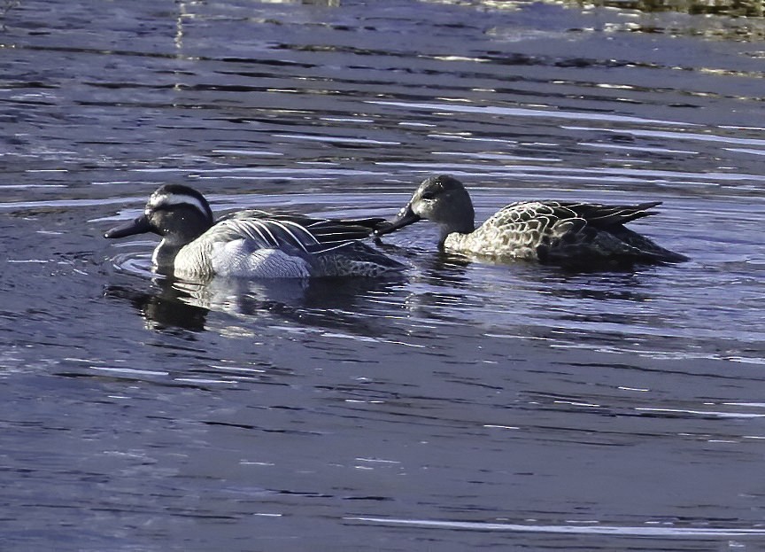 Garganey - Mark Dennis