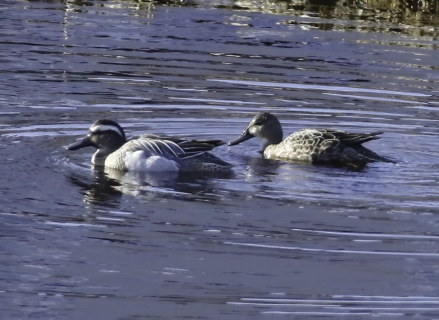 Garganey - ML217080031